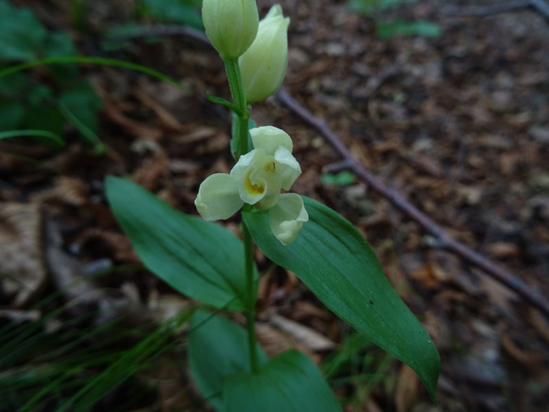 Cephalanthera longifolia e damasonium